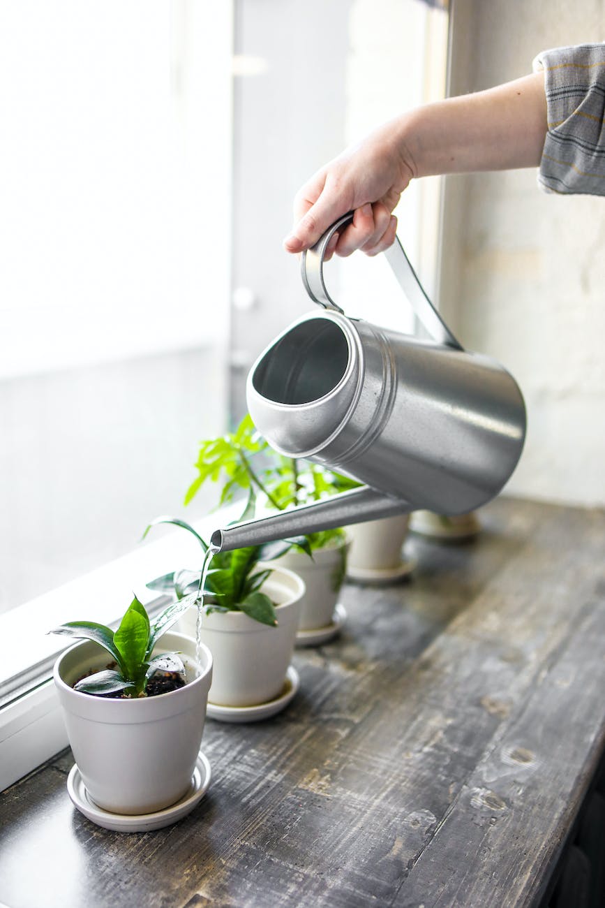 Say Goodbye to Overwatering and Hello to Thriving Plants: Learn the ...